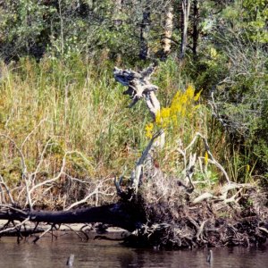 VA Beach fallen Cypress \"Dragon Tree\" on the ICW - fall 1988