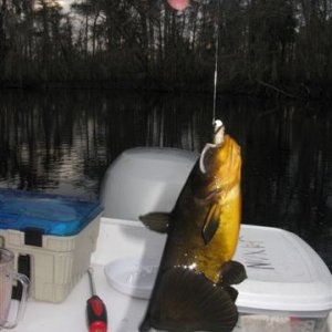 Butter Catfish caught in Deep Creek