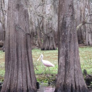 Roseate Spoonbill
