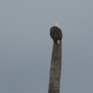 Eagle on top of dead Sabal Palm