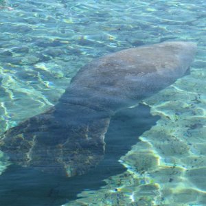 Notice the groove around the tail from a line at some time
