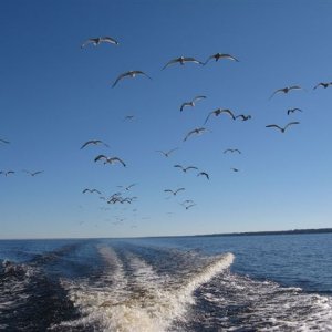 Note to Self:  Don't throw Cheetos at the Sea Gulls!