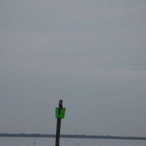 Pair of Eagles on Lake George