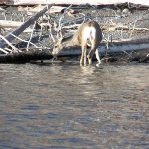 Wildlife #2.