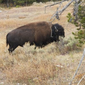 Wildlife #3.