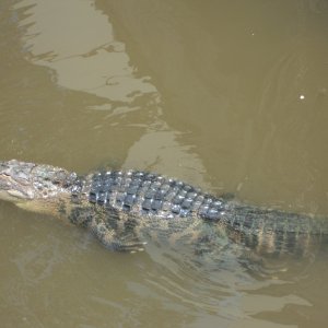Kiersten found a gator on the waterfront