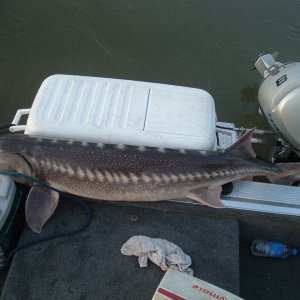 70 incher