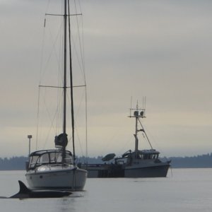 Media 'Sunday morning as I was eating breakfast three whales appeared inside Ewing Cove on Sucia!  I was a bit slow with the camera, but the first one surfaced 15' off the swim step of the boat next to me!' in album 'Leaving Edmonds for the long cruise North to Sucia at 7 AM on Saturday.'