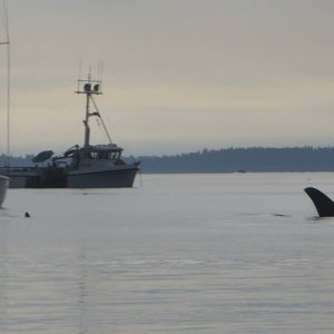 Media 'Whales in Ewing Cove Sunday morning.' in album 'Leaving Edmonds for the long cruise North to Sucia at 7 AM on Saturday.'