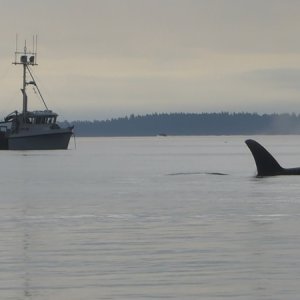Whales in Ewing Cove Sunday morning. These are just screenshots of the video I took, but couldn't upload.