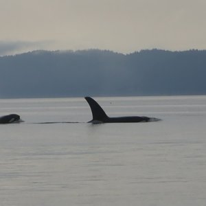 Whales in Ewing Cove Sunday morning. These are just screenshots of the video I took, but couldn't upload.