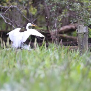 Media 'White Egret' in album 'Thisaway at the end of the trip--dinghy on top of the cabin house, via davit system.'