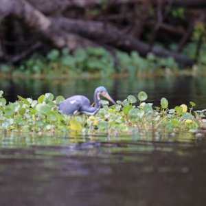 Media 'Blue Heron' in album 'Thisaway at the end of the trip--dinghy on top of the cabin house, via davit system.'