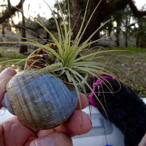 Media 'Apple sail with air plant' in album 'Thisaway at the end of the trip--dinghy on top of the cabin house, via davit system.'