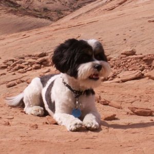 Baxter Barrett Anderson Dog of the Desert at Labyrinth Canyon 9 16 08