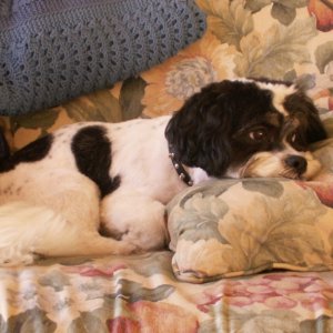 Laid Back Baxter