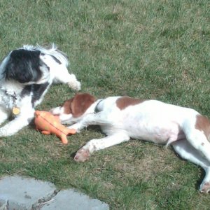 Baxter and Buck Relaxing