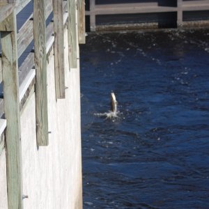 Media 'Catching snook from Franklin Dam' in album 'This guy came to visit at Indiantown Marina there was an 8' alligator laying on the back about 75' away. Apparently they don't like manatee'