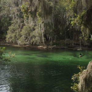 Lots of Manatees in Blue Springs SP