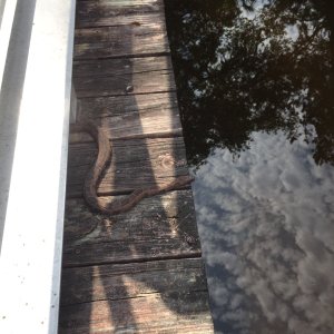 Critters at Hontoon State Park (Water Moccasin)