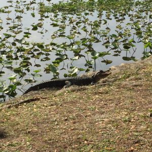 Critters at Hontoon State Park