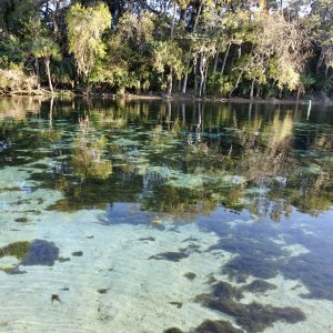 Clear water Silver Glen Springs.