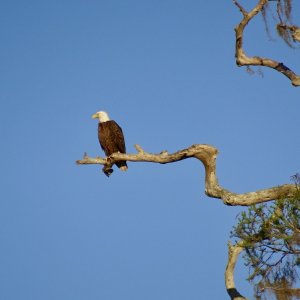 Bald eagle Silver Glen Springs