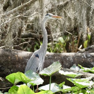 Great Blue Heron