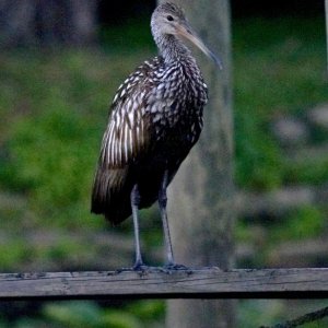 Limpkin