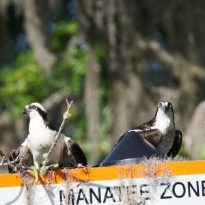 Media 'Osprey on the nest' in album 'Crew from Midnight Flyer and Alma\'s two enjoying some good German Food in Sanford.'