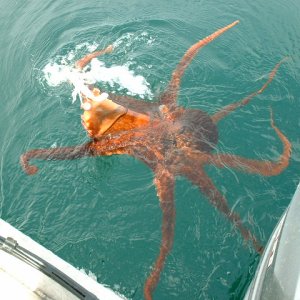 (416rigby) He stole our bait!