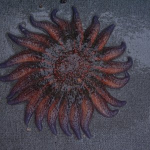 (416rigby) 22 arms on this star