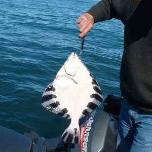 (416rigby) Starry Flounder bottom