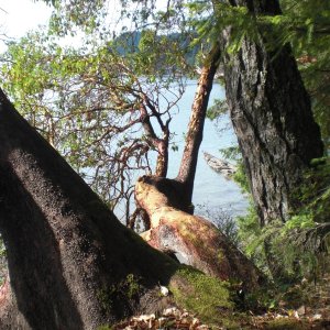 Arbutus.