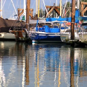 Media 'Friday Harbor Natives' in album 'Colin\'s Photos, Christmas Cruise'