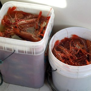 Shrimp from one pull, 5 pots, 6 gallons