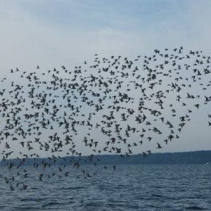 Media 'They were flying over a large log floating in the middle of the Narrows. The log was occupied by 4 seagulls, but they gave up their perch after a few fly overs by the group.' in album 'A flock of unidentified sandpipers, (known as "Peeps") kept me mesmerized with their tight formation flying.'