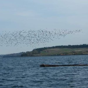 Media 'I assume that the log was a rest stop in the peeps migration, as the tide was high and no beach was available.' in album 'A flock of unidentified sandpipers, (known as "Peeps") kept me mesmerized with their tight formation flying.'