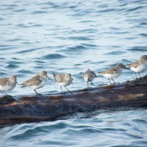 I learned that sandpipers are very difficult to identify, so many birders just call them "peeps".