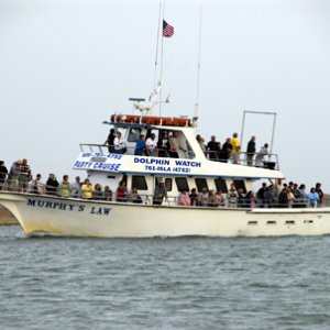 Lots of dolphin watchers