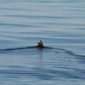 Puffin 2007