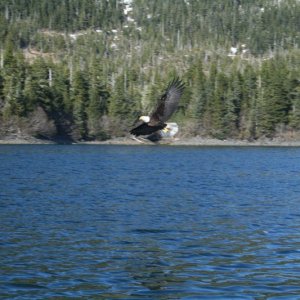 Eagle - PWS Naked Island May 2007