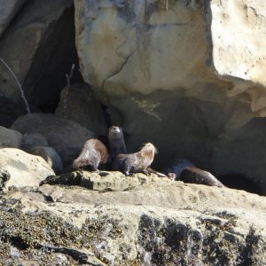 Family of otters in Fox Cove