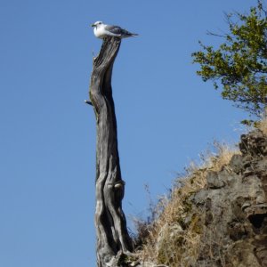 This gull has the best view in the bay