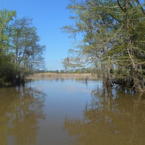 Great secluded pullboat cut anchorage.  The river and traffic roared by but I shared the seclusion with a gator, an otter, and several wood ducks.