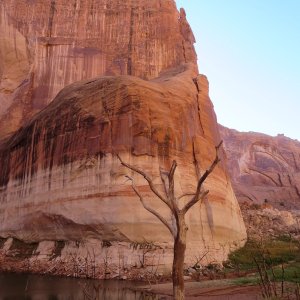 This is the tree the solar light was in at the end of Iceberg Canyon Monday morning 9-23-13