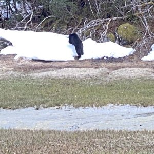 Black bear Dundas Bay
