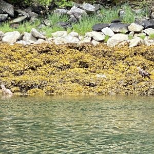 Eagle/otter warm springs bay