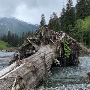 Big log in river to red Bluff bay
