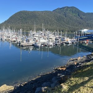 Deer at Petersburg marina
